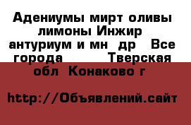 Адениумы,мирт,оливы,лимоны,Инжир, антуриум и мн .др - Все города  »    . Тверская обл.,Конаково г.